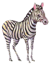 Zebra bilder