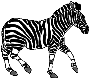 Zebra bilder