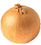 Zwiebel bilder