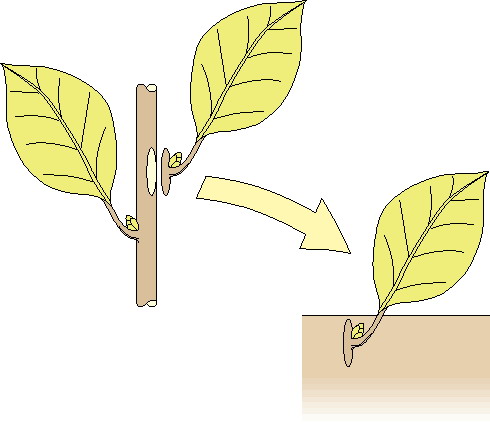 Gartenarbeiten