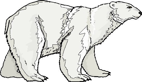 Eisbaren cliparts