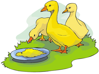 Enten cliparts