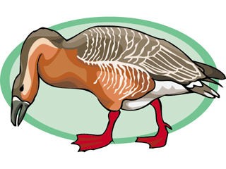 Enten cliparts