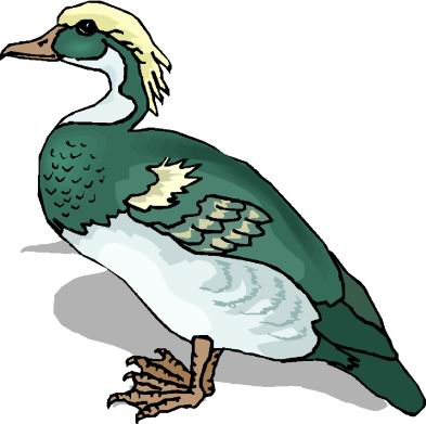 Enten cliparts