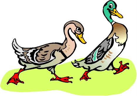 Enten cliparts