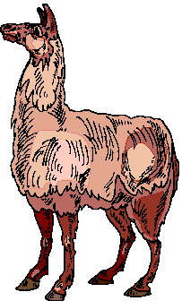 Lama cliparts