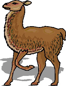 Lama