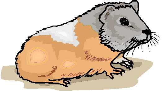 Meerschweinchen cliparts