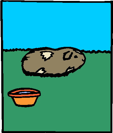 Meerschweinchen