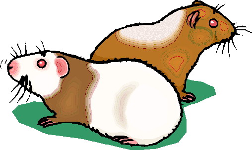 Meerschweinchen cliparts