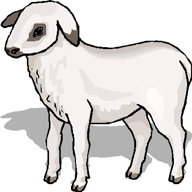 Schafe cliparts