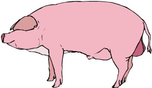 Schweine cliparts