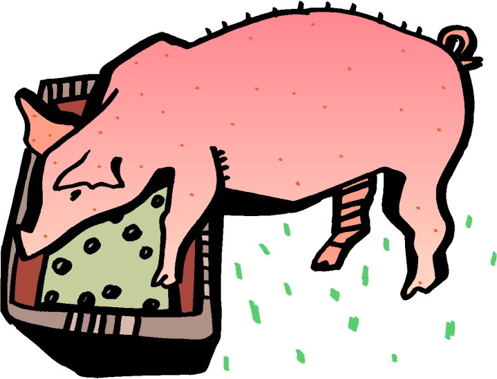 Schweine cliparts