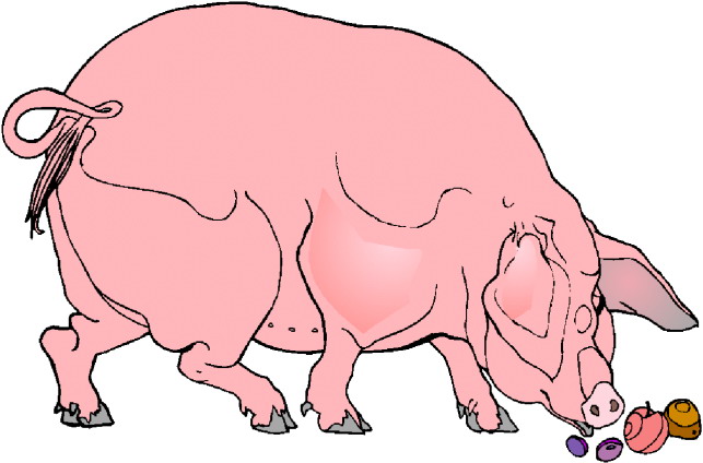 Schweine cliparts