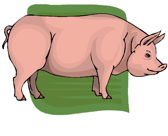 Schweine cliparts