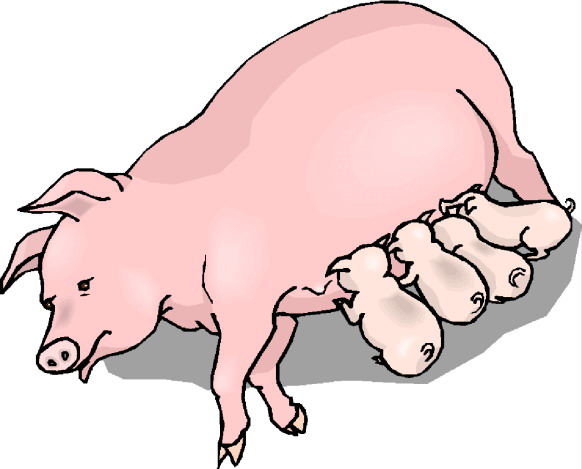 Schweine