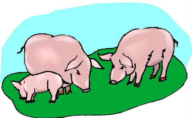 Schweine cliparts