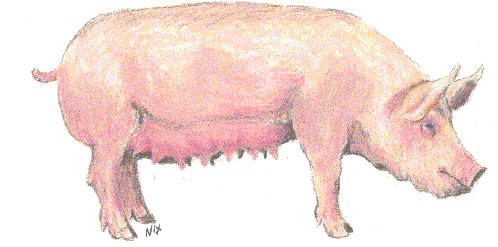 Schweine cliparts