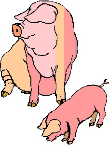 Schweine cliparts