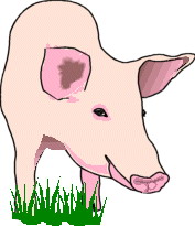 Schweine