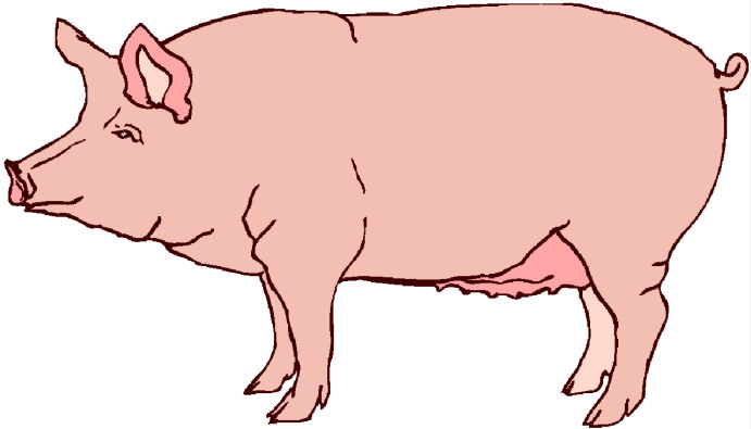 Schweine cliparts