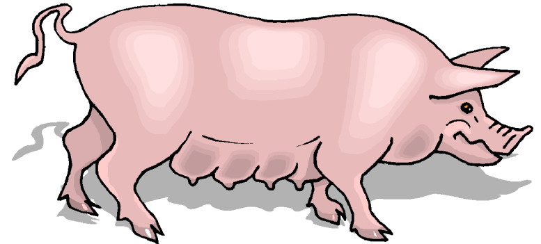 Schweine cliparts