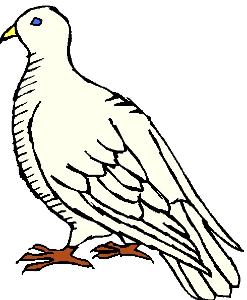 Tauben cliparts
