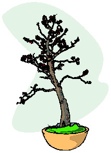 Bonsai cliparts