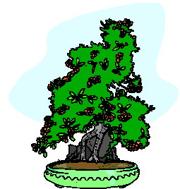 Bonsai