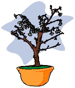 Bonsai cliparts