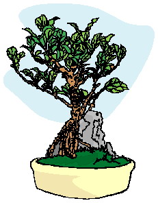 Bonsai