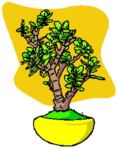 Bonsai