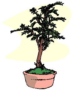 Bonsai cliparts