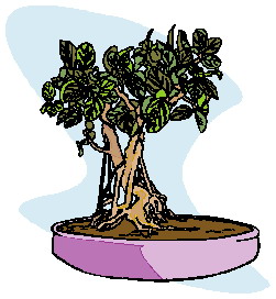 Bonsai