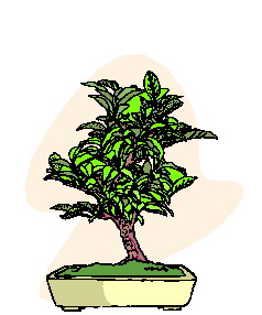 Bonsai cliparts