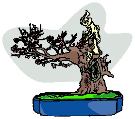 Bonsai