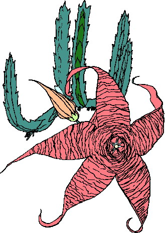 Kaktus cliparts