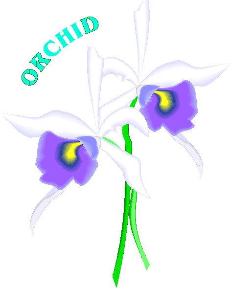 Orchidee