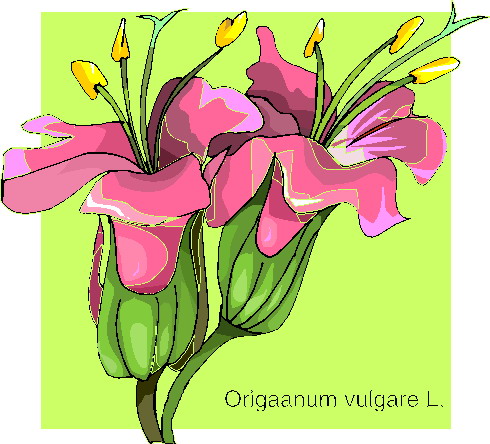 Orchidee cliparts