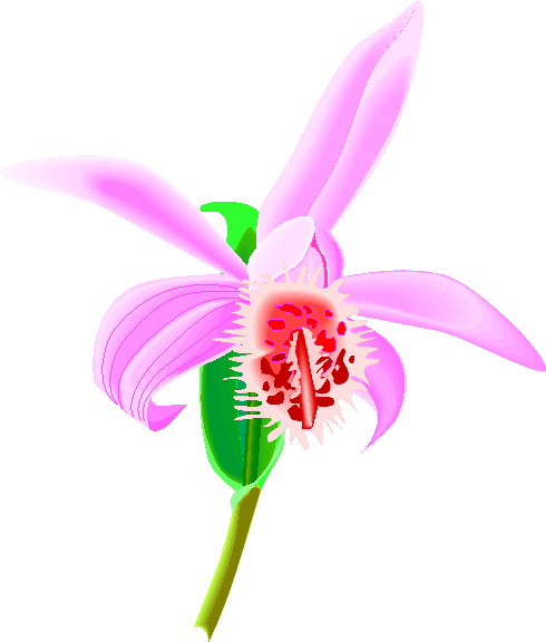 Orchidee cliparts