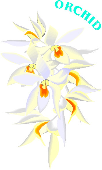 Orchidee cliparts