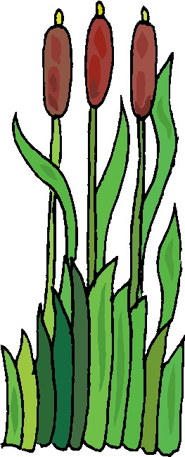 Pflanzen