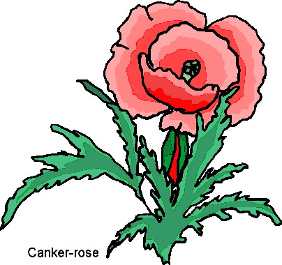 Rosen cliparts