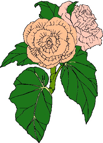 Rosen cliparts