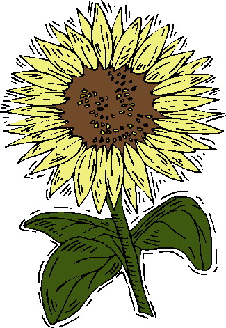 Sonnenblume cliparts