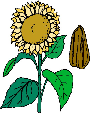 Sonnenblume cliparts