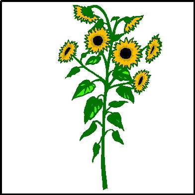 Sonnenblume cliparts