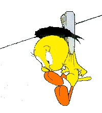 Tweety cliparts