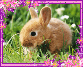 Kaninchen glitzer bilder
