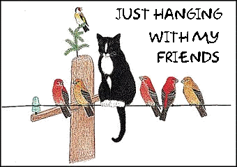 Katzen glitzer bilder